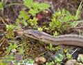 Coronella austriaca DE: Glattnatter Schlingnatter Haselnatter Kupfernatter UK: Smooth Snake ES: Culebra lisa europea IT: colubro liscio CZ: u�ovka hladk� FR: Coronelle lisse PL: Gniewosz plamisty SK: u�ovka hladk� FI: Kanervak��rme